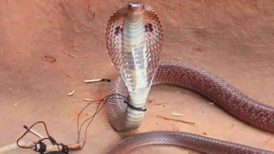 farmer ties snake to pole