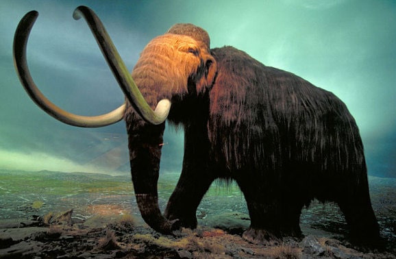 mammoth