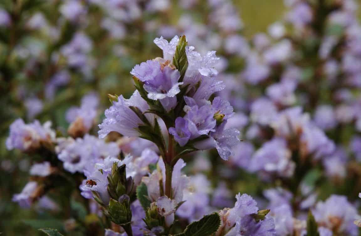 neelakurinji