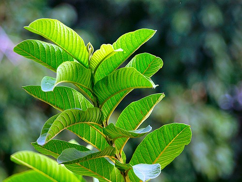 guava leaves