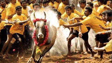 jallikattu