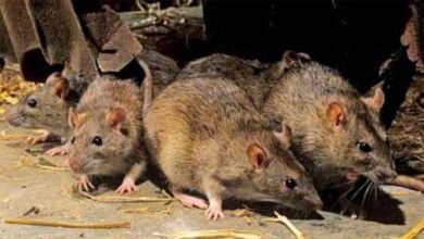 rats-at-railwaystation