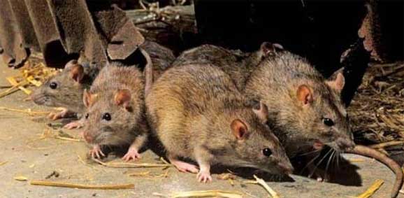 rats-at-railwaystation