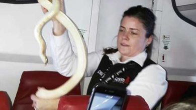 snake-on-flight