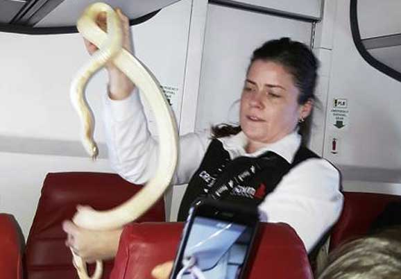 snake-on-flight