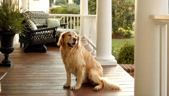 gty_dog_on_porch_thg