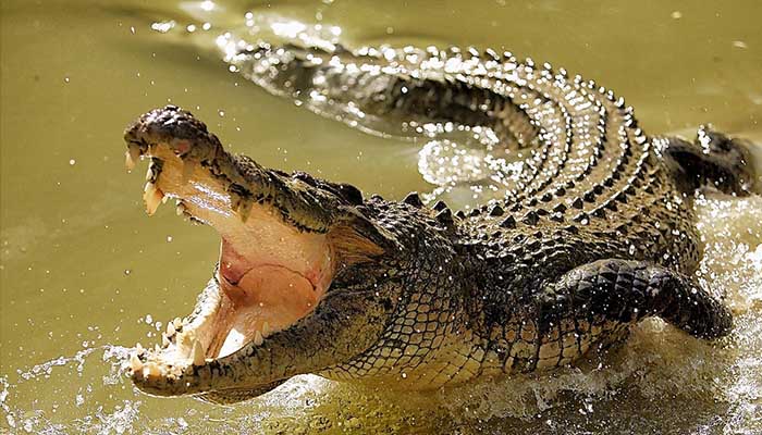 crocodile