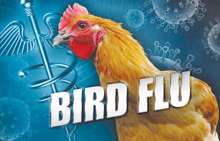 Bird-Flu