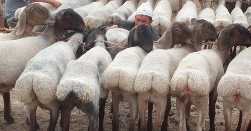 farmer-arrested-for-selling-sheep-as-sex-slaves-to-isis