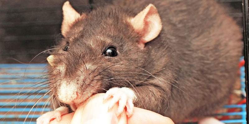 RAT BITES PATIENT