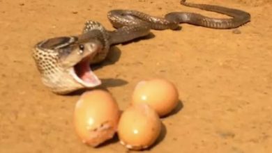 cobra vomits egg