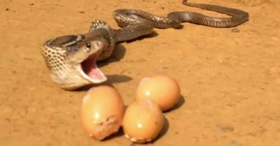 cobra vomits egg