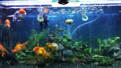 fish tank cleaning tragedy