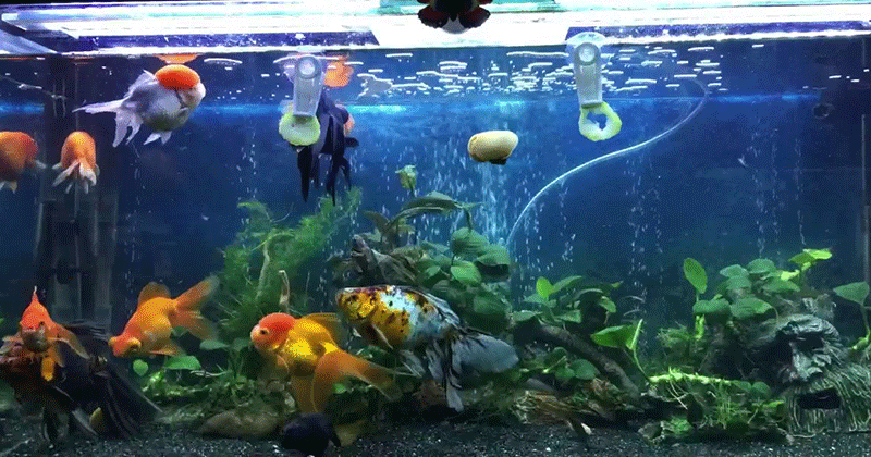 fish tank cleaning tragedy