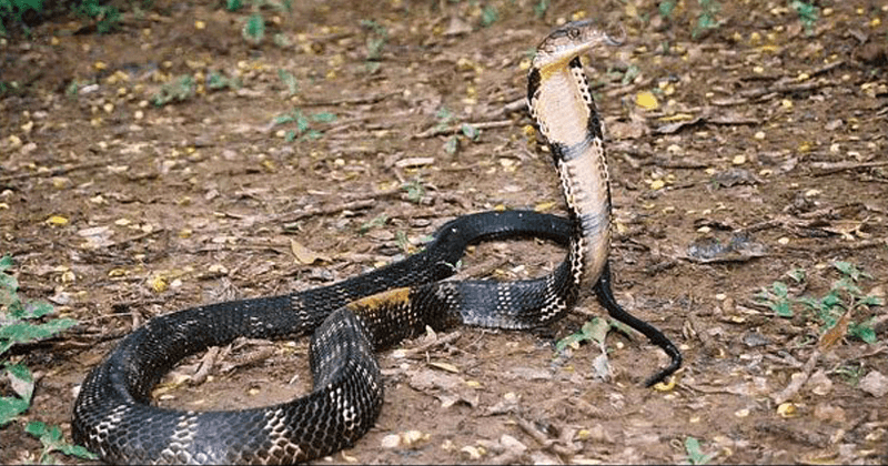 SNAKE ON ROAD TOURISTS TRAFFIC BLOCK