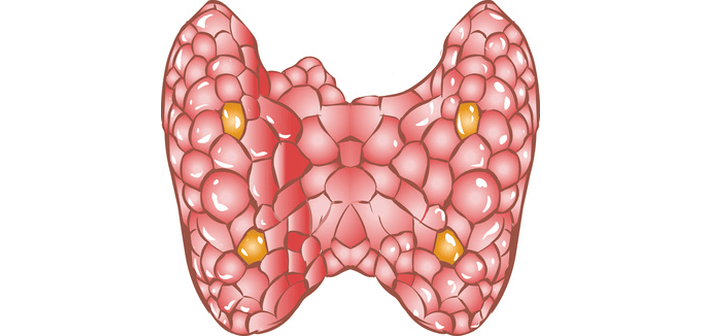 THYROID