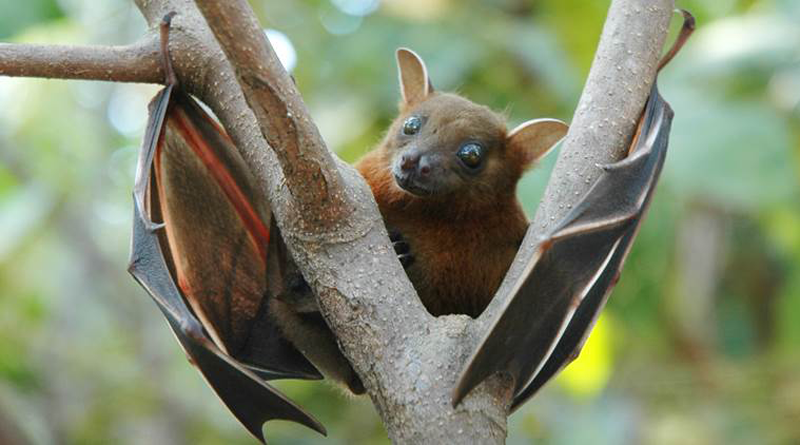 fruit-bat