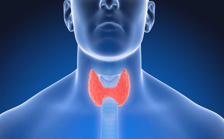 Thyroid: