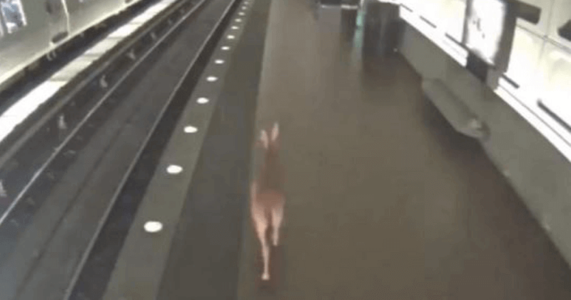 DEER IN METRO STATION, VIDEO