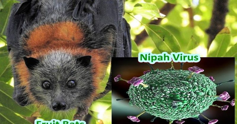 NIPAH