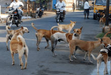 street dog