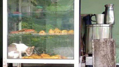 tea stall owners doesnt notice the cat in the snack cupboard; call reaches the food dept