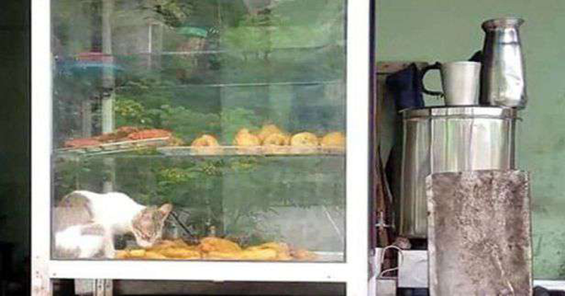 tea stall owners doesnt notice the cat in the snack cupboard; call reaches the food dept