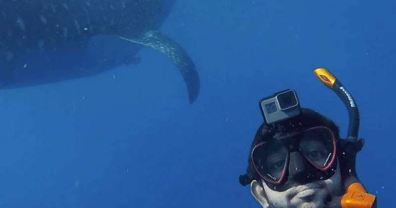 Video: Dubai's Sheikh Hamdan swims with whale sharks