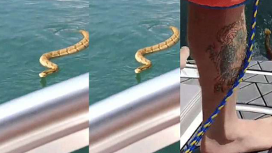 poisonous SNAKE DISTURBED FAMILY WHILE BOATING