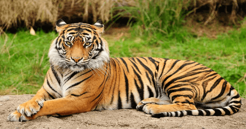 Man half eaten body found in tiger reserve