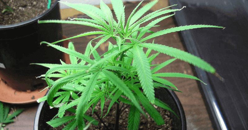 Man arrested for growing marijuana at home