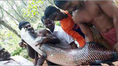 youth baits in 60kg fish