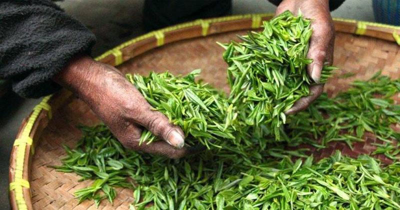 Golden needle tea variety