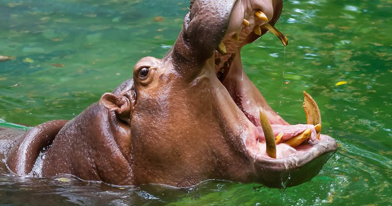 hippopotamus