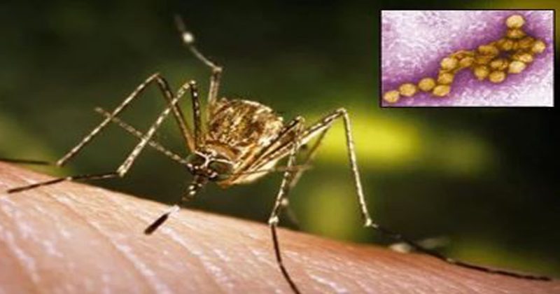 West Nile Virus spread confirmed after Nipa