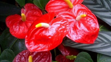 anthurium_flower