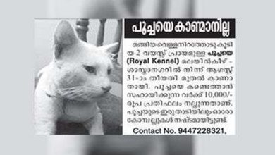 CAT MISSING, ADVERTISEMENT IN NEWSPAPER