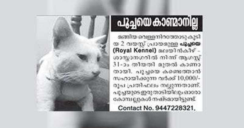 CAT MISSING, ADVERTISEMENT IN NEWSPAPER