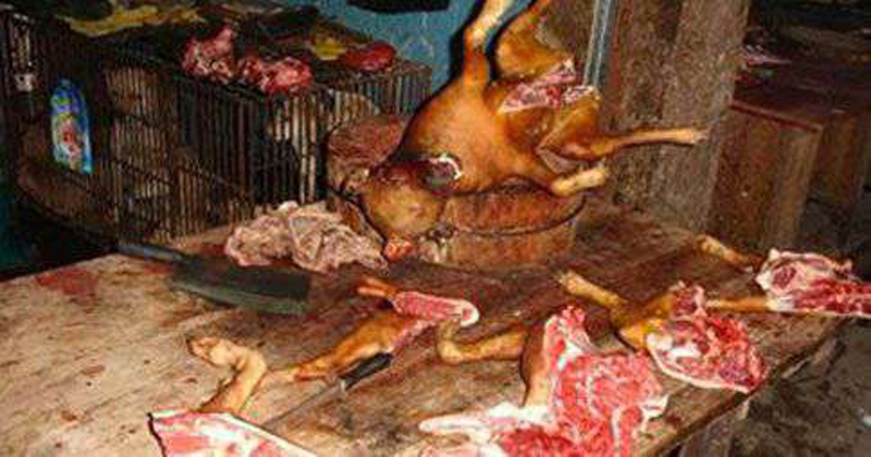 DOG MEAT