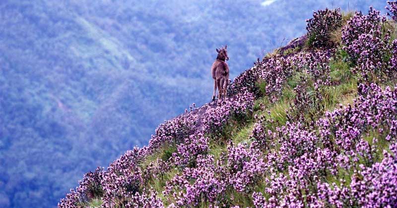 neelakurinji