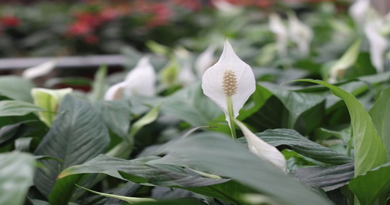 Peace Lilies -ampal