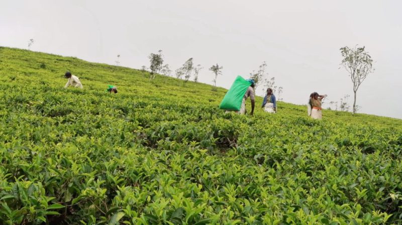 tea planting