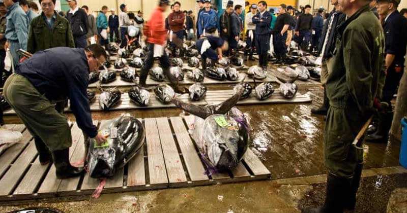 tsukiji fish market