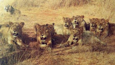 Gir Lions