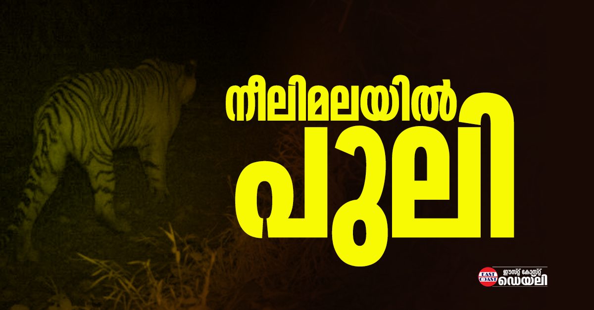 Tiger-Sabarimala