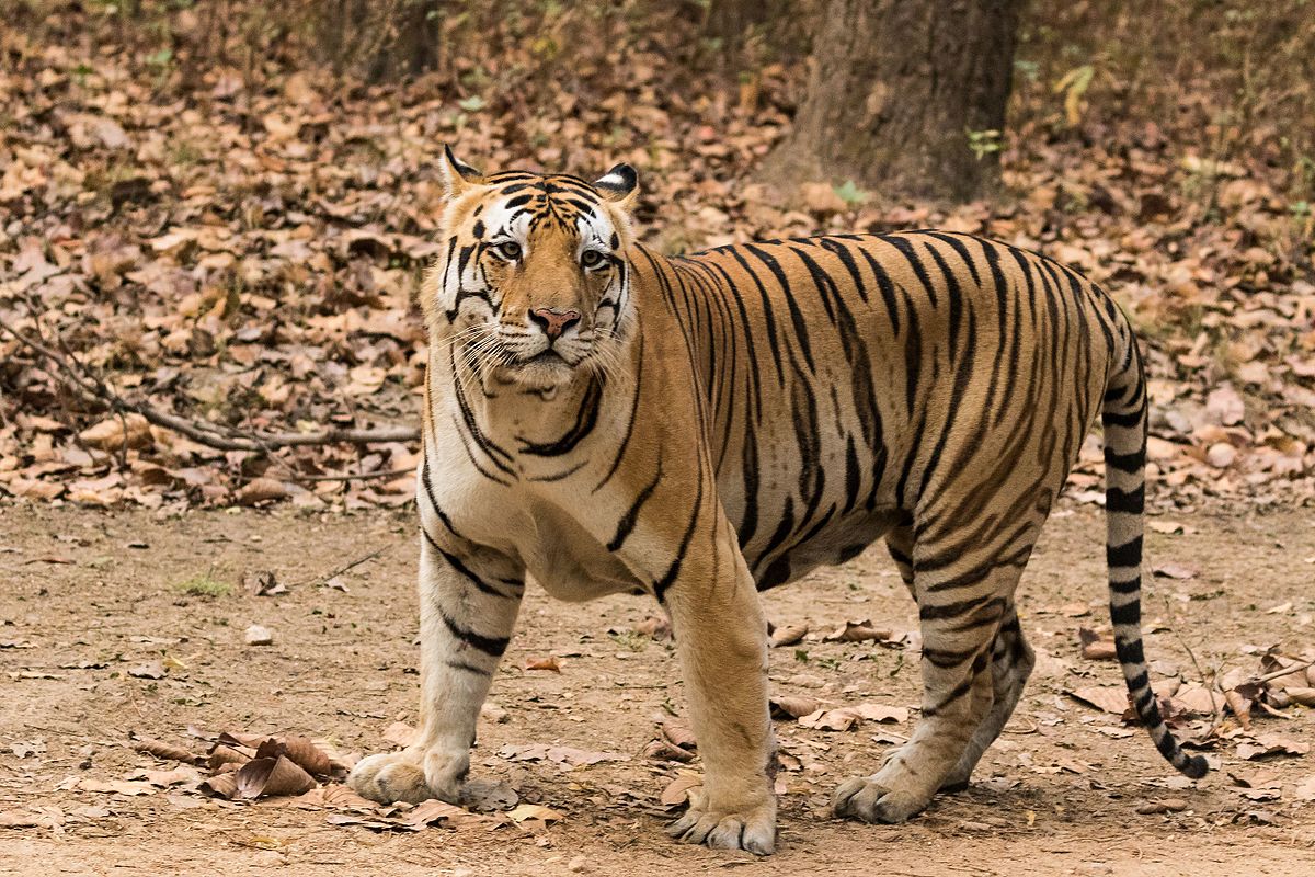 Tiger Tractor