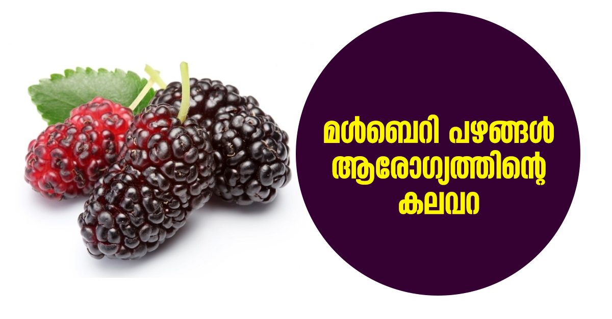 MULBERRY-FRUITS