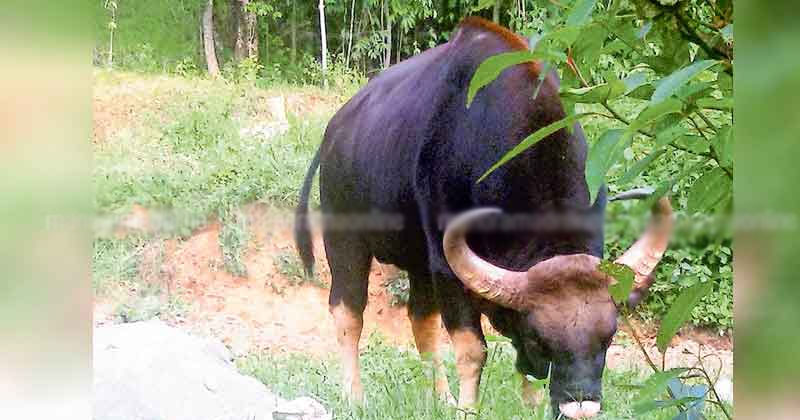 GAUR