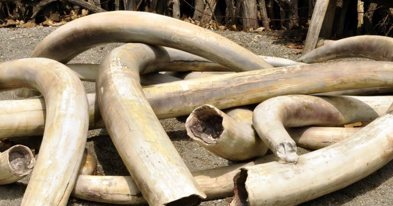 elephant tusk