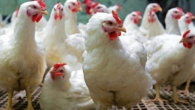 poultry farm